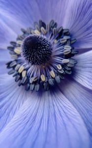 Preview wallpaper flower, close up, petals, pollen