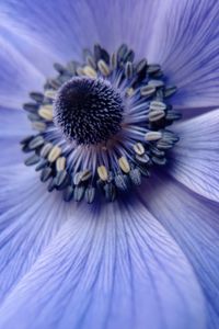 Preview wallpaper flower, close up, petals, pollen