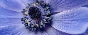 Preview wallpaper flower, close up, petals, pollen