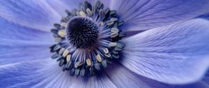 Preview wallpaper flower, close up, petals, pollen