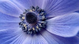 Preview wallpaper flower, close up, petals, pollen