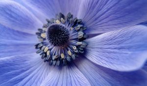 Preview wallpaper flower, close up, petals, pollen