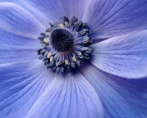 Preview wallpaper flower, close up, petals, pollen