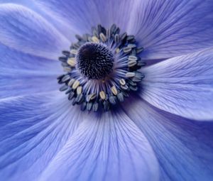 Preview wallpaper flower, close up, petals, pollen