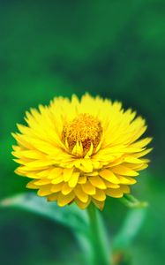 Preview wallpaper flower, close-up, yellow