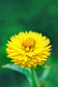 Preview wallpaper flower, close-up, yellow