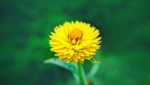 Preview wallpaper flower, close-up, yellow