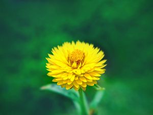 Preview wallpaper flower, close-up, yellow