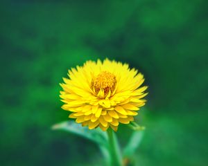 Preview wallpaper flower, close-up, yellow