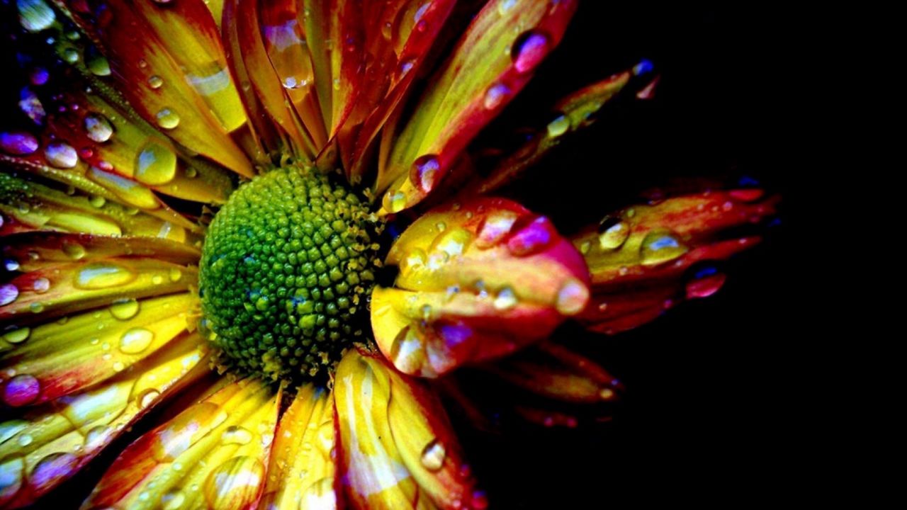 Wallpaper flower, colorful, drops, petals, shadow, background