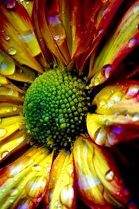 Preview wallpaper flower, colorful, drops, petals, shadow, background