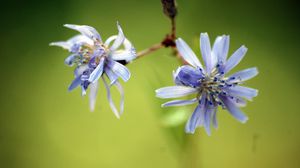 Preview wallpaper flower, couple, branch, plant