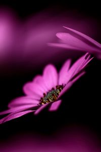 Preview wallpaper flower, couple, shade, macro, petals