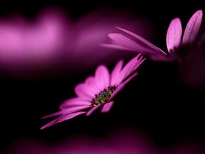 Preview wallpaper flower, couple, shade, macro, petals