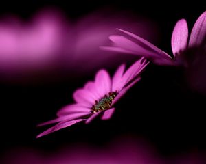 Preview wallpaper flower, couple, shade, macro, petals