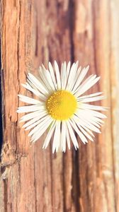 Preview wallpaper flower, daisy, small, white