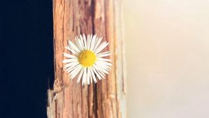 Preview wallpaper flower, daisy, small, white