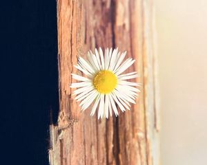 Preview wallpaper flower, daisy, small, white