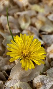 Preview wallpaper flower, dandelion, grass, dry