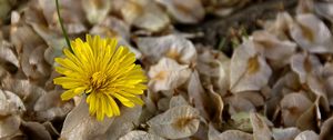 Preview wallpaper flower, dandelion, grass, dry