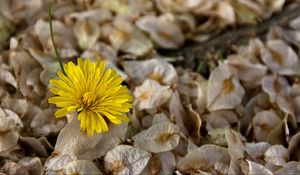 Preview wallpaper flower, dandelion, grass, dry