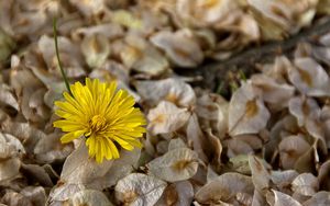 Preview wallpaper flower, dandelion, grass, dry