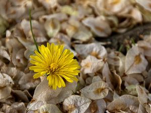 Preview wallpaper flower, dandelion, grass, dry