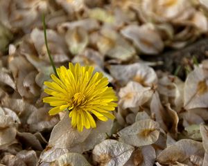 Preview wallpaper flower, dandelion, grass, dry