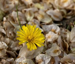 Preview wallpaper flower, dandelion, grass, dry