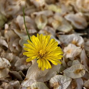 Preview wallpaper flower, dandelion, grass, dry