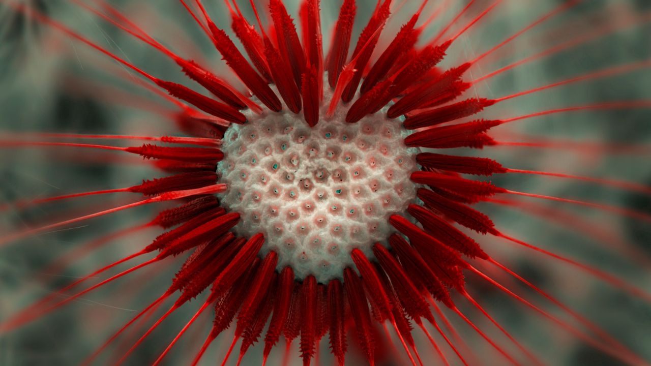 Wallpaper flower, dandelion, heart, red, white, seeds