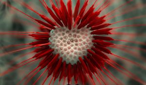 Preview wallpaper flower, dandelion, heart, red, white, seeds