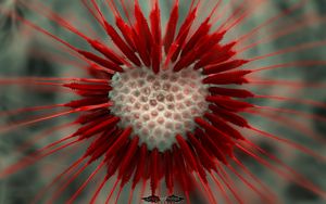 Preview wallpaper flower, dandelion, heart, red, white, seeds