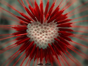 Preview wallpaper flower, dandelion, heart, red, white, seeds