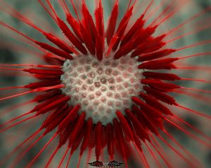 Preview wallpaper flower, dandelion, heart, red, white, seeds