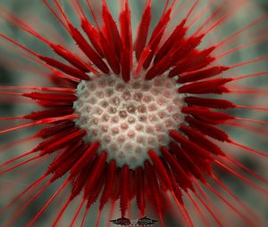 Preview wallpaper flower, dandelion, heart, red, white, seeds
