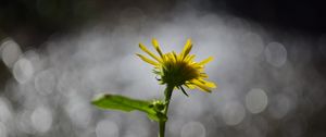 Preview wallpaper flower, dandelion, petals, bokeh, macro