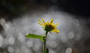 Preview wallpaper flower, dandelion, petals, bokeh, macro