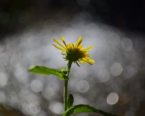 Preview wallpaper flower, dandelion, petals, bokeh, macro