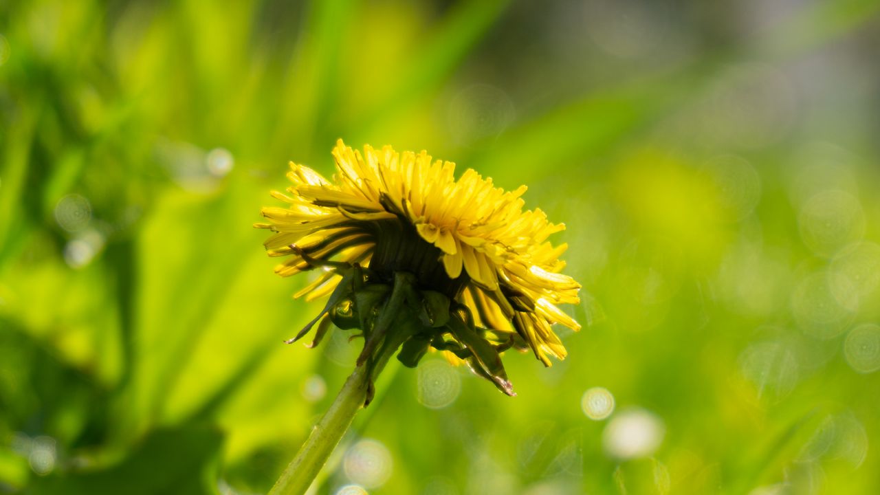 Wallpaper flower, dandelion, yellow, grass, plants
