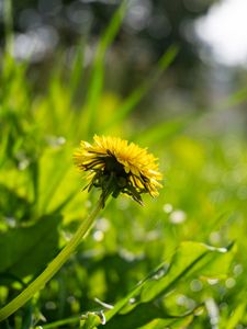 Preview wallpaper flower, dandelion, yellow, grass, plants