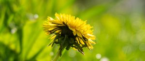 Preview wallpaper flower, dandelion, yellow, grass, plants