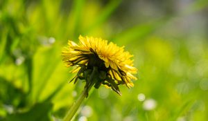 Preview wallpaper flower, dandelion, yellow, grass, plants