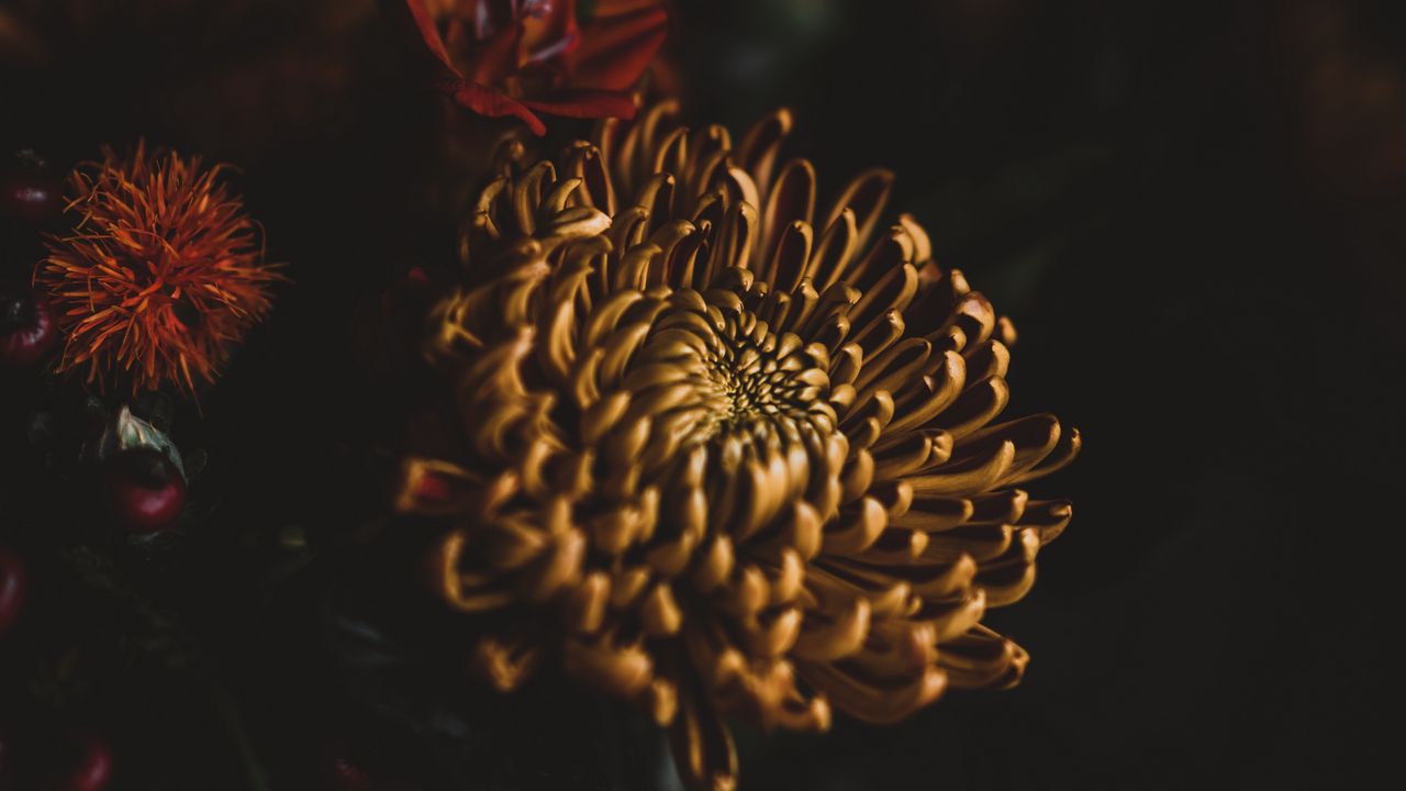 Wallpaper flower, dark, bouquet, petals