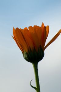 Preview wallpaper flower, dark, evening, sky, background