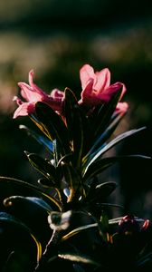 Preview wallpaper flower, dark, leaves, petals