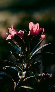 Preview wallpaper flower, dark, leaves, petals