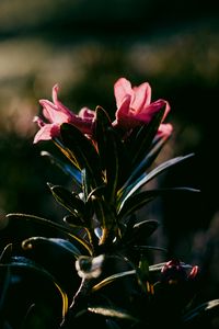 Preview wallpaper flower, dark, leaves, petals