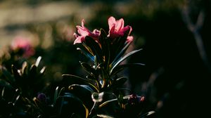 Preview wallpaper flower, dark, leaves, petals