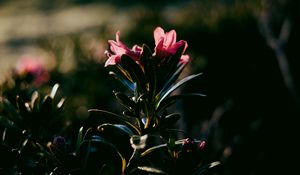 Preview wallpaper flower, dark, leaves, petals